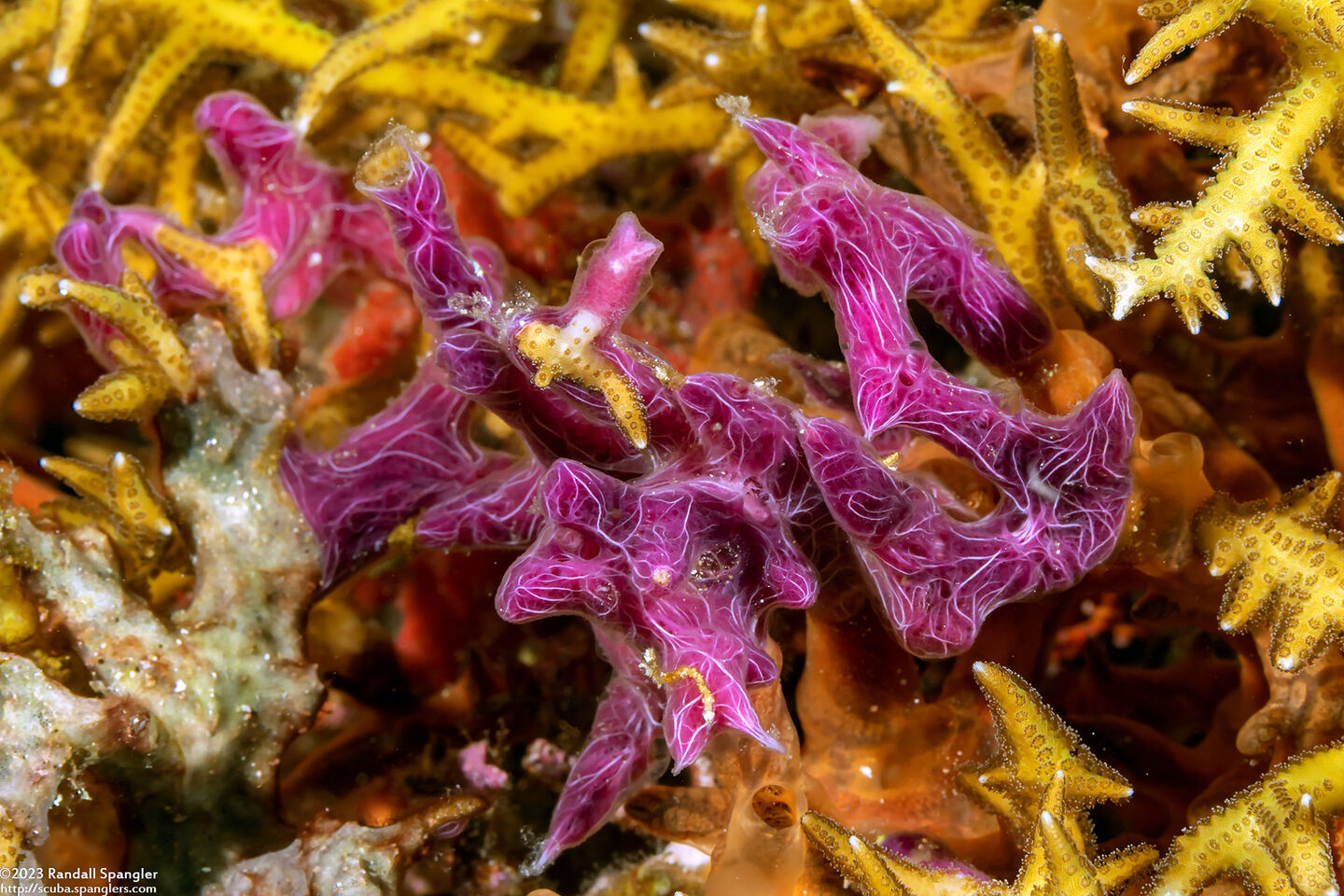 Chalinula nematifera (Coral Killing Sponge)