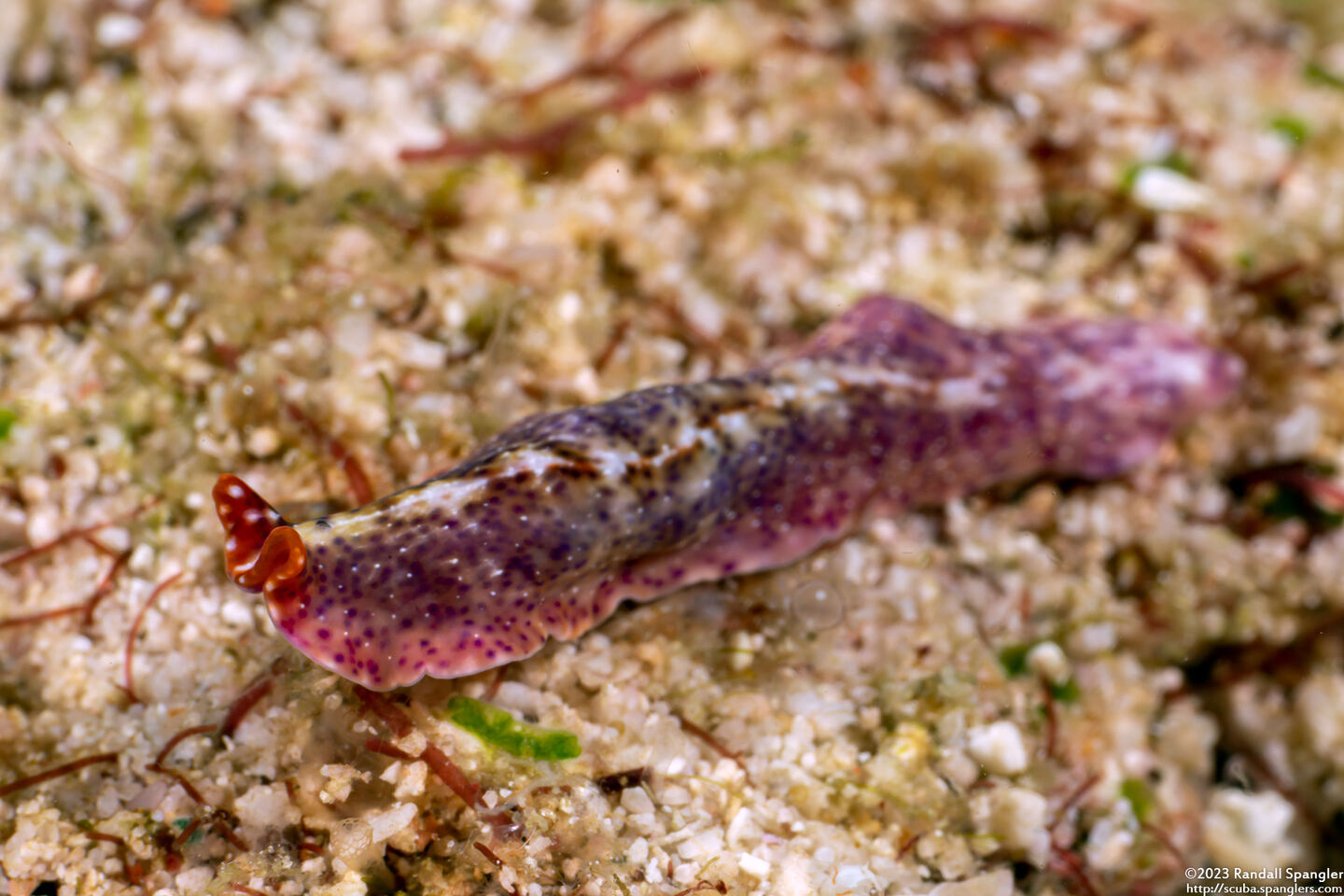 Pseudoceros sp.7 (Pseudoceros sp.7)