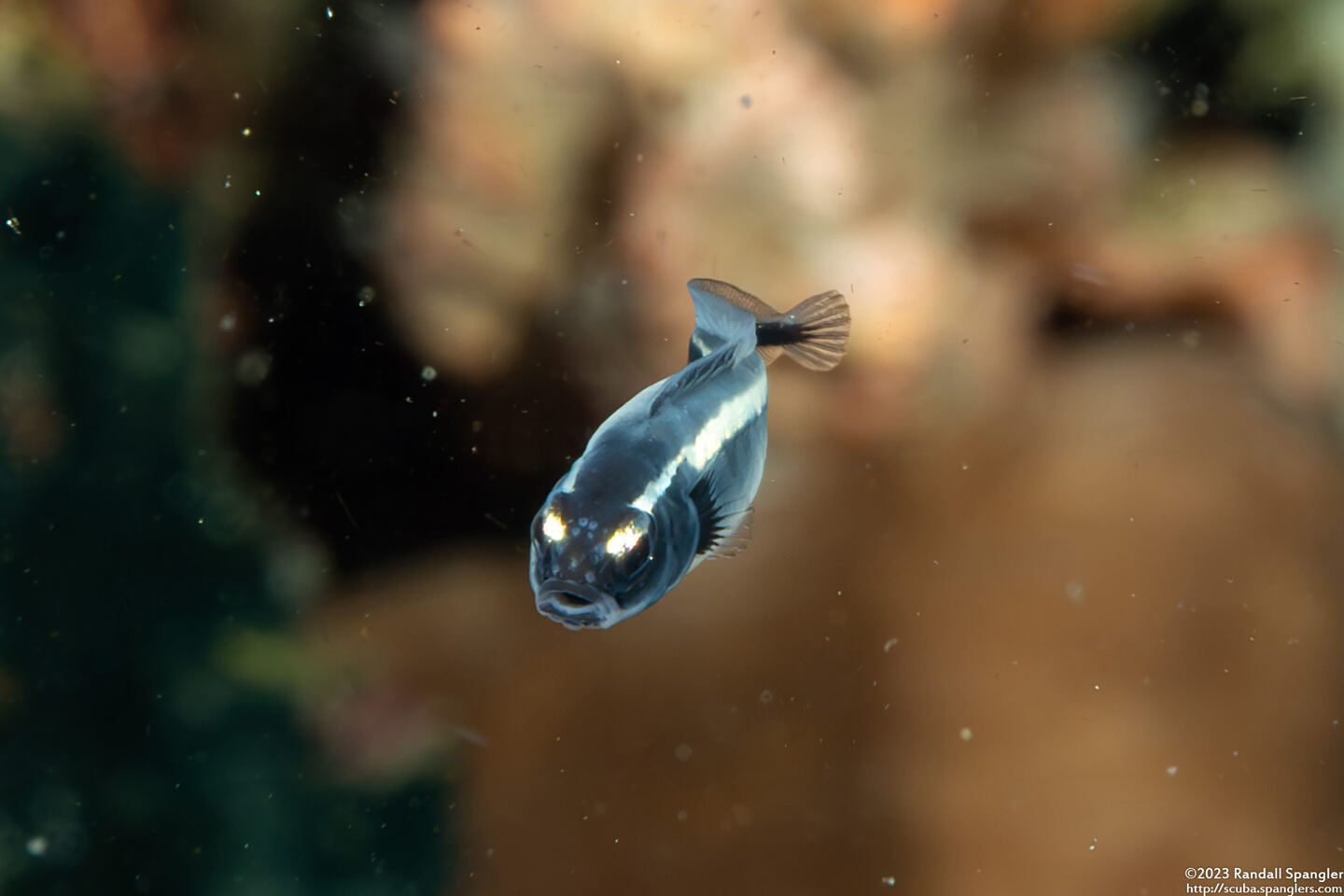 Pholidichthys leucotaenia (Convict Fish)