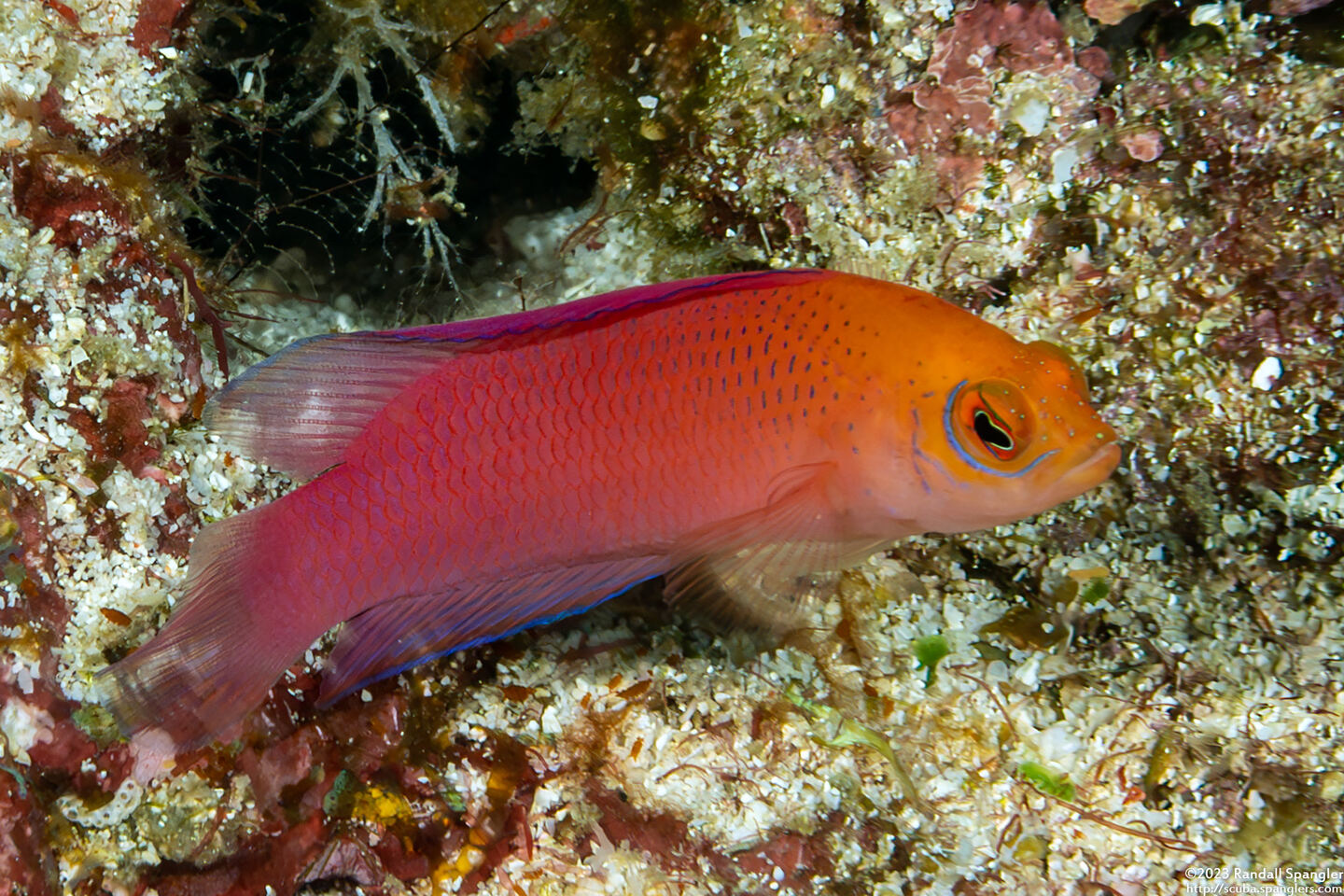 Cypho zaps (Checkered Dottyback)