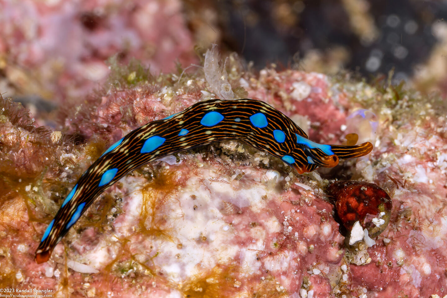 Thuridilla gracilis (Slender Sapsucking Slug)