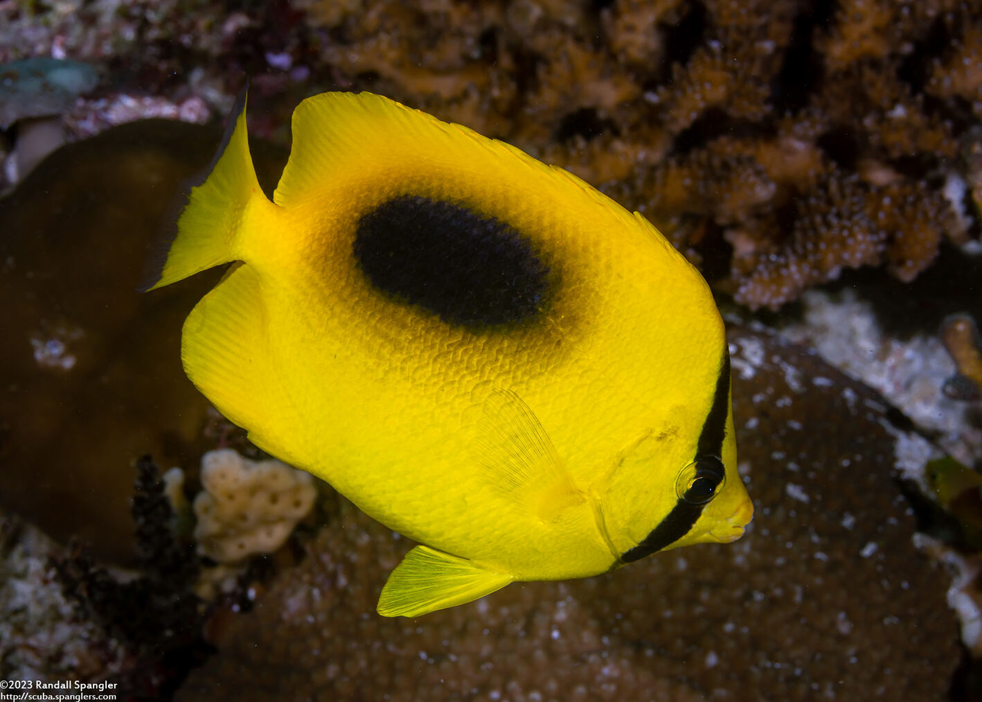 Chaetodon speculum (Oval-Spot Butterflyfish)