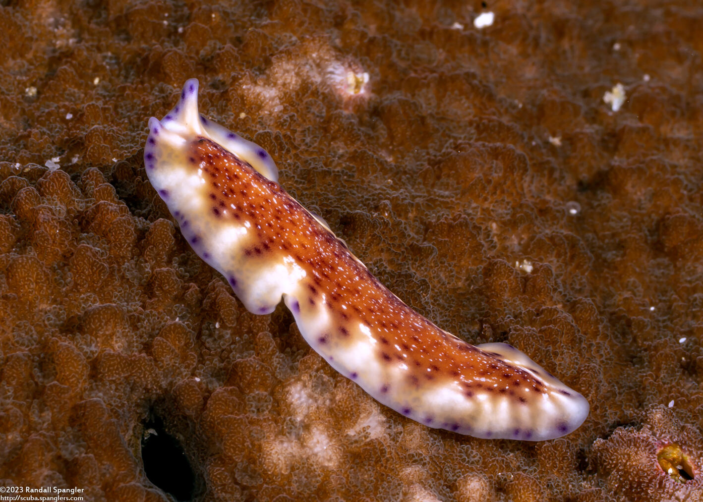 Pseudoceros sp.6 (Pseudoceros sp.6)