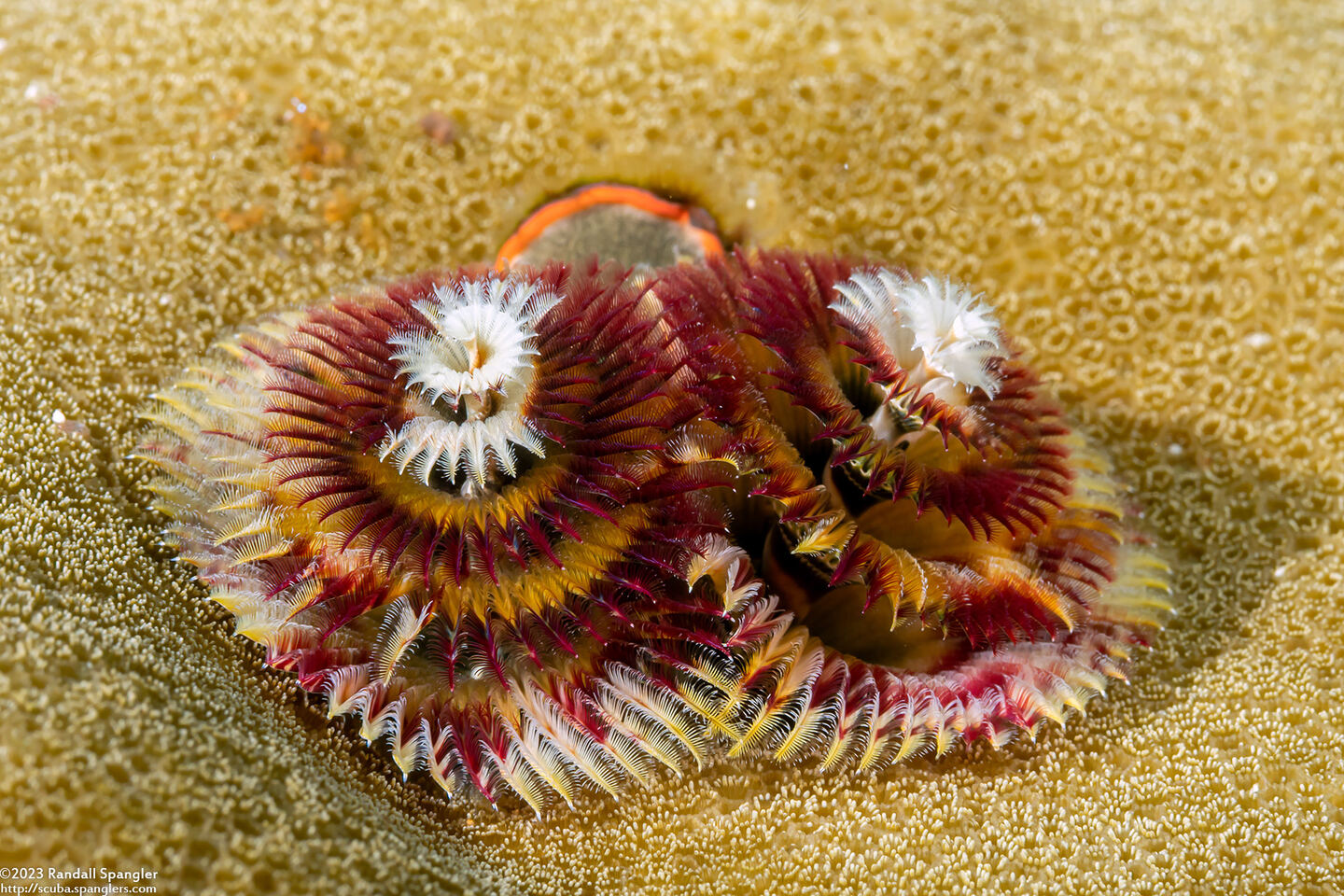 Spirobranchus sp.1 (Christmas Tree Worm)