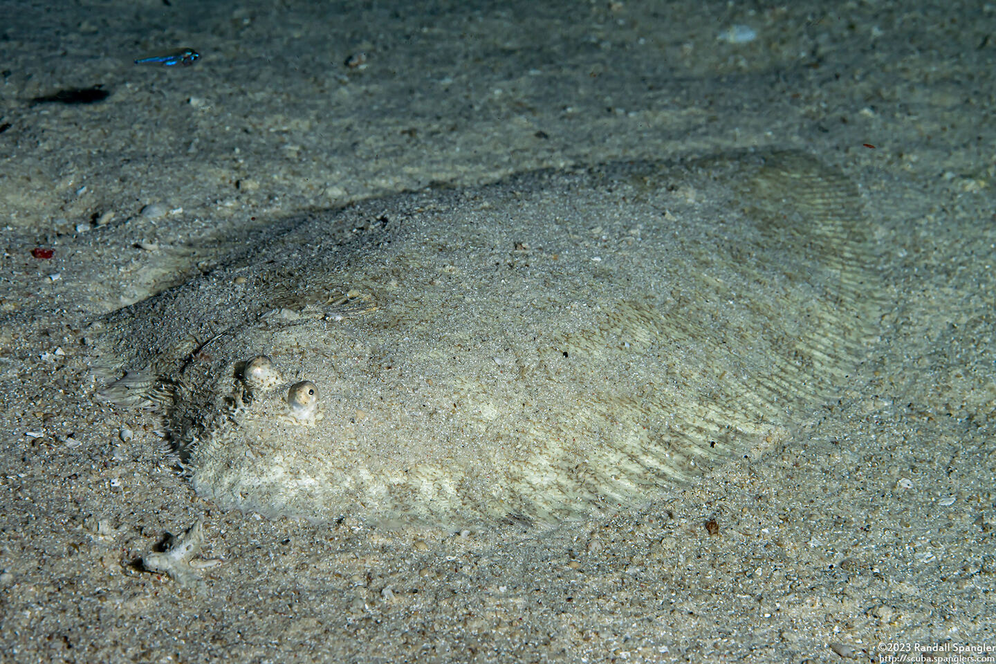 Brachirus aspilos (Margined Sole)