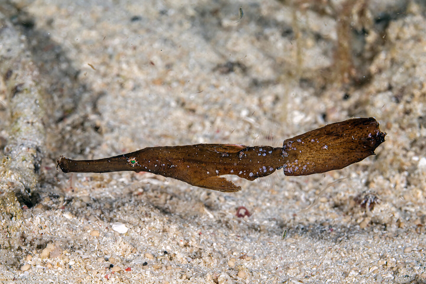 Solenostomus cyanopterus (Robust Ghost Pipefish)