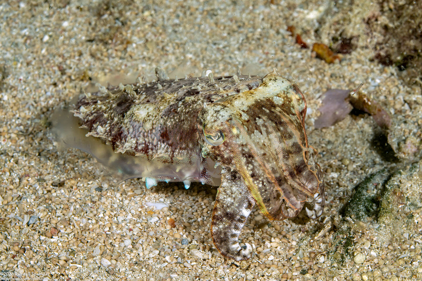 Sepia latimanus (Broadclub Cuttlefish)