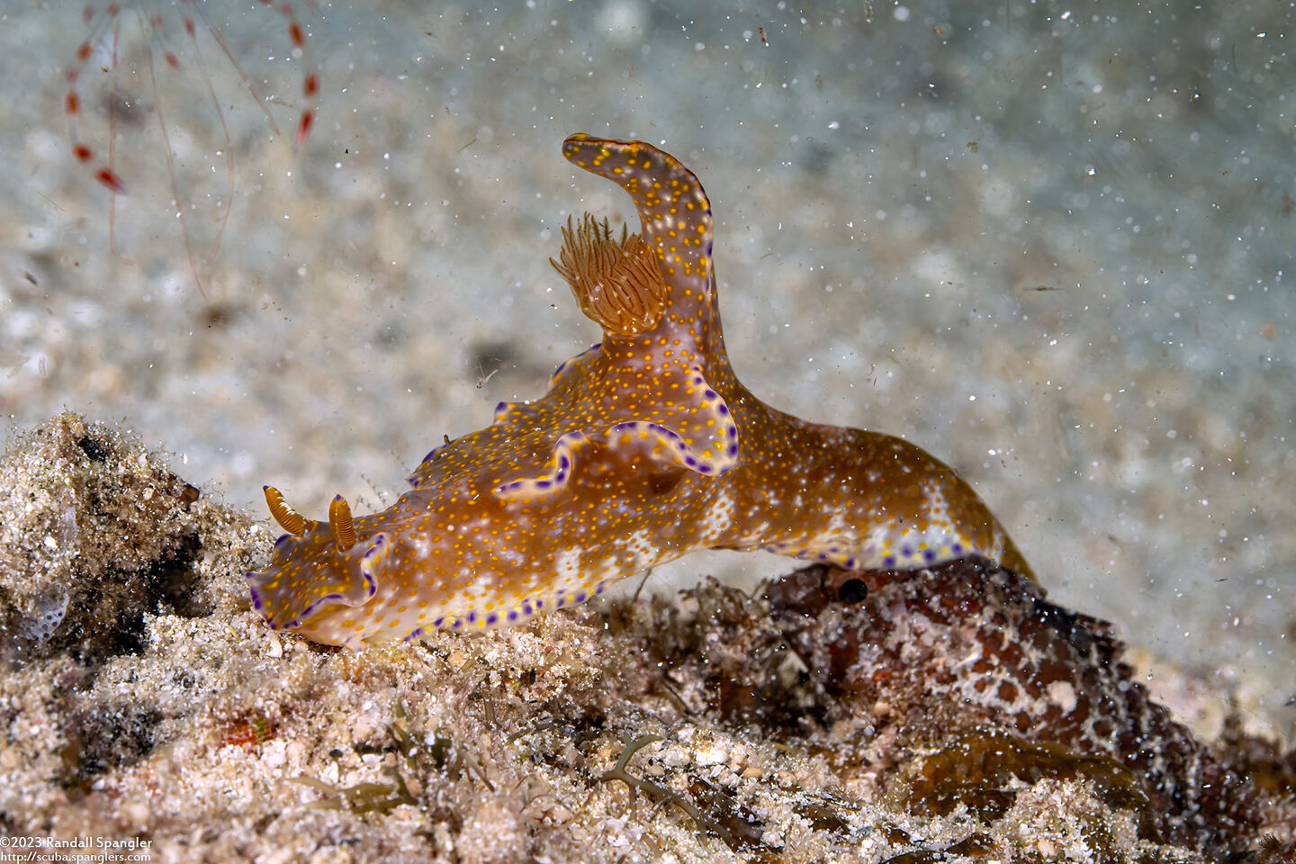 Ceratosoma tenue (Many-Lobed Ceratosoma)