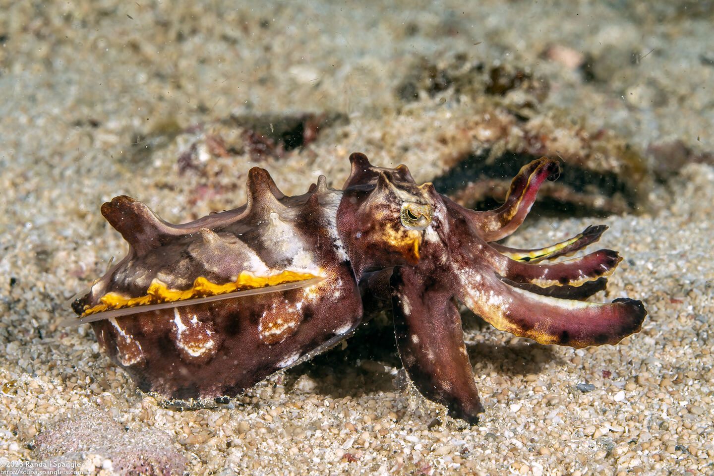 Metasepia pfefferi (Flamboyant Cuttlefish)