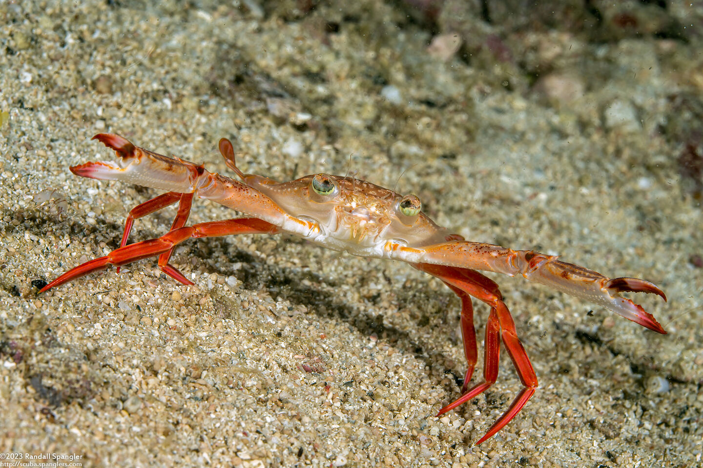 Monomia gladiator (Gladiator Swimming Crab)