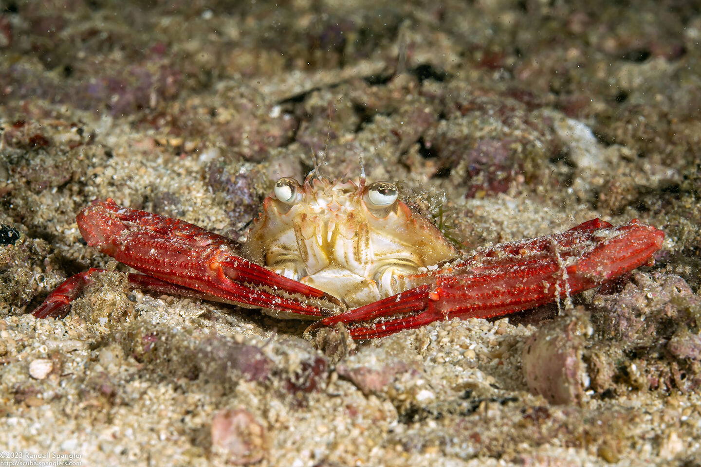 Lupocyclus rotundatus (Rounded Swimming Crab)