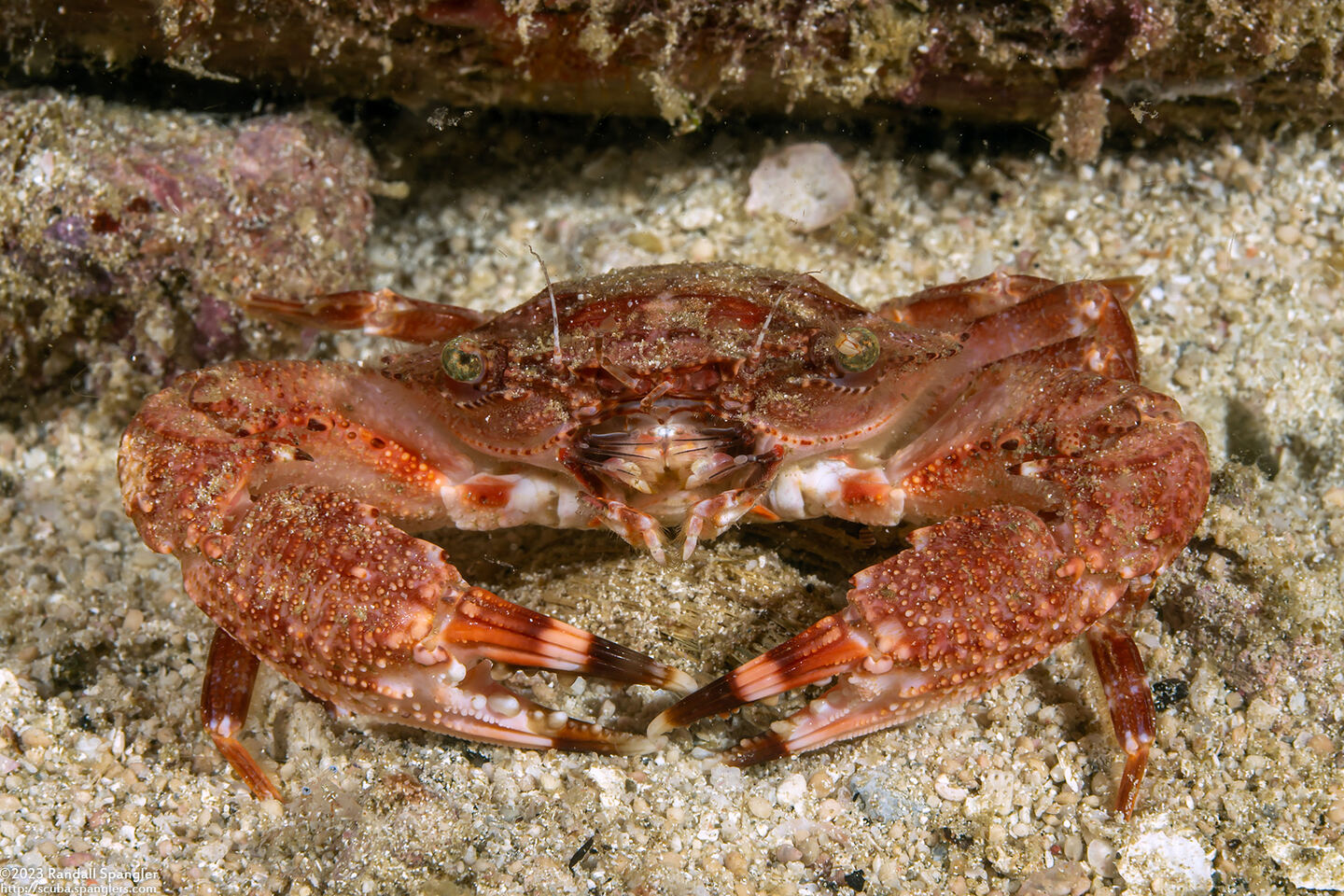 Monomia cf. petrea (Red Monomia)