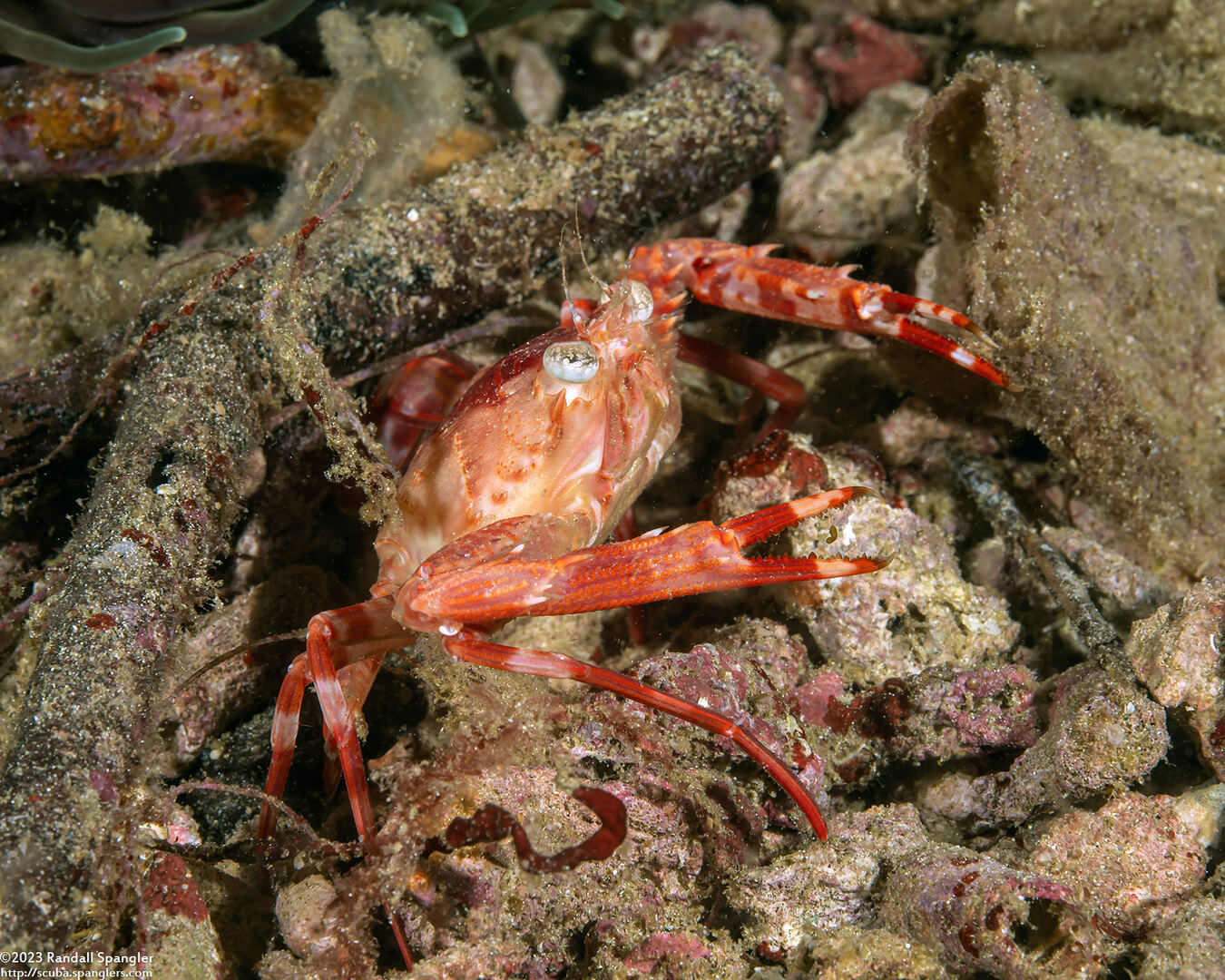 Lupocyclus rotundatus (Rounded Swimming Crab)