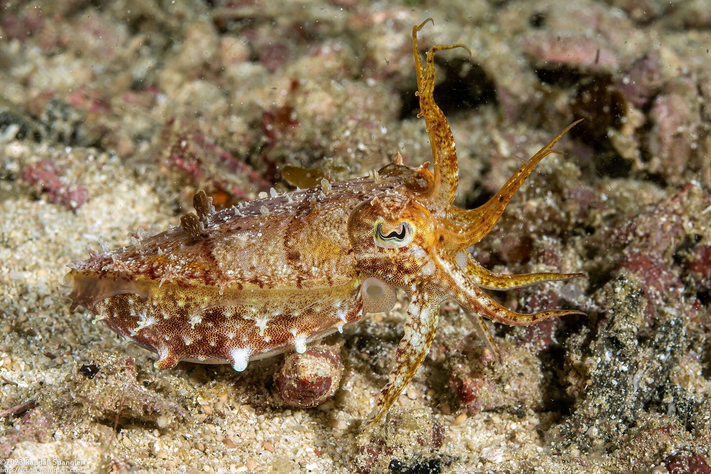 Sepia latimanus (Broadclub Cuttlefish)