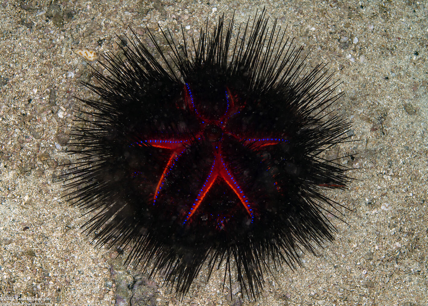 Astropyga radiata (Radiant Sea Urchin)