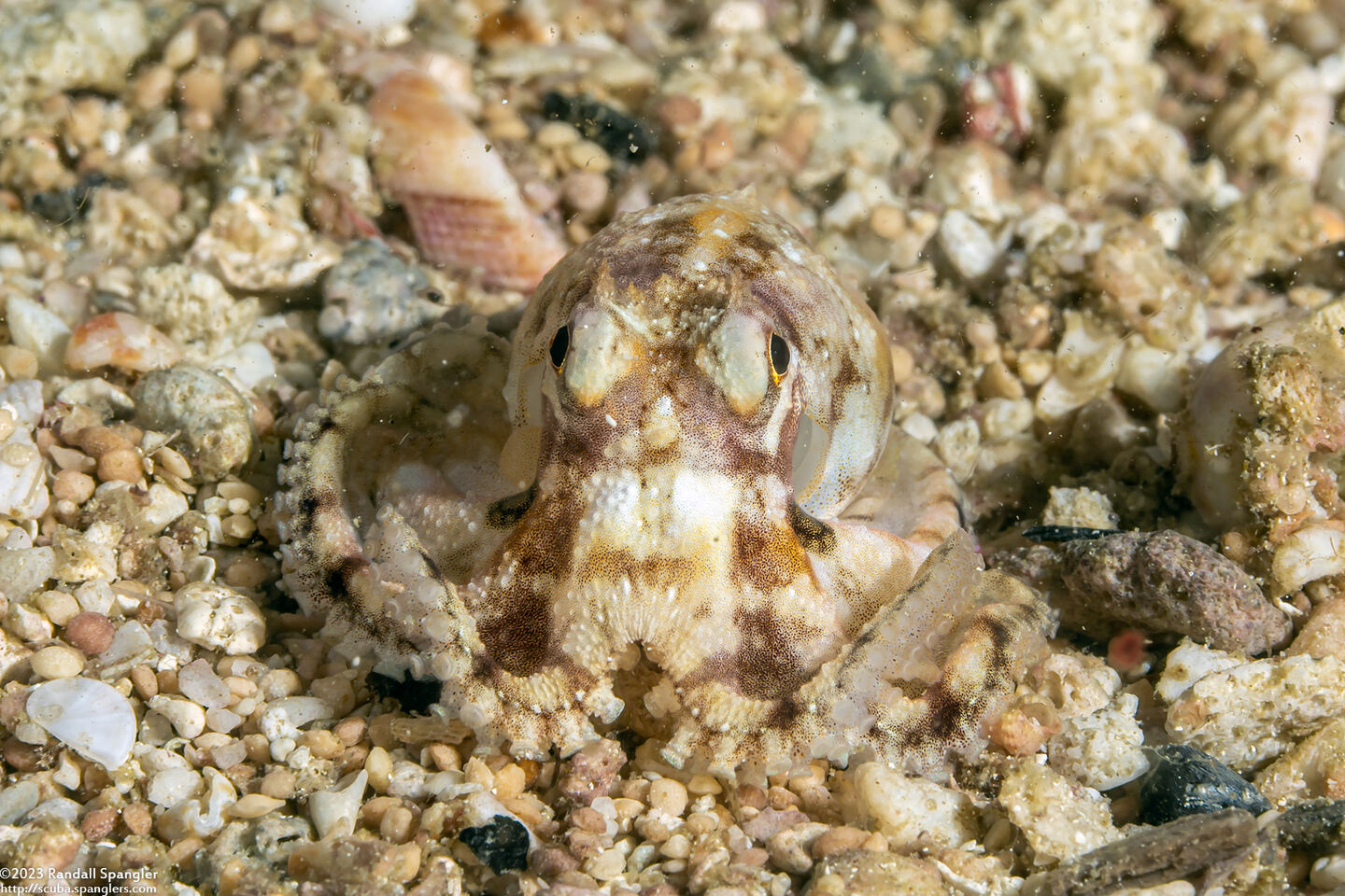 Amphioctopus marginatus (Coconut Octopus)