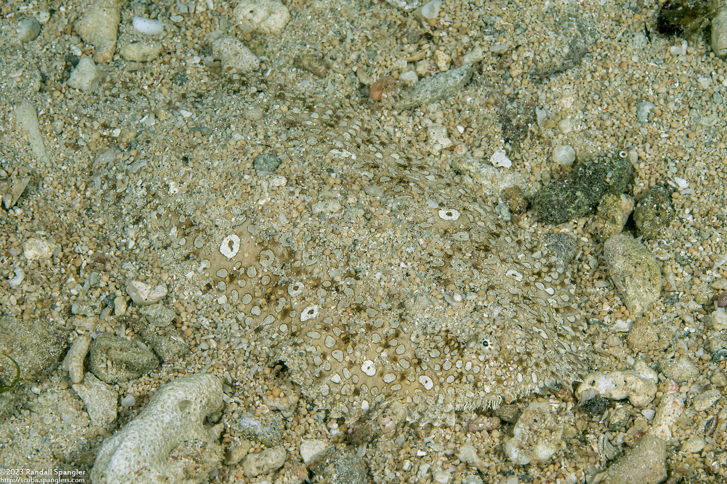 Pardachirus pavoninus (Peacock Sole)