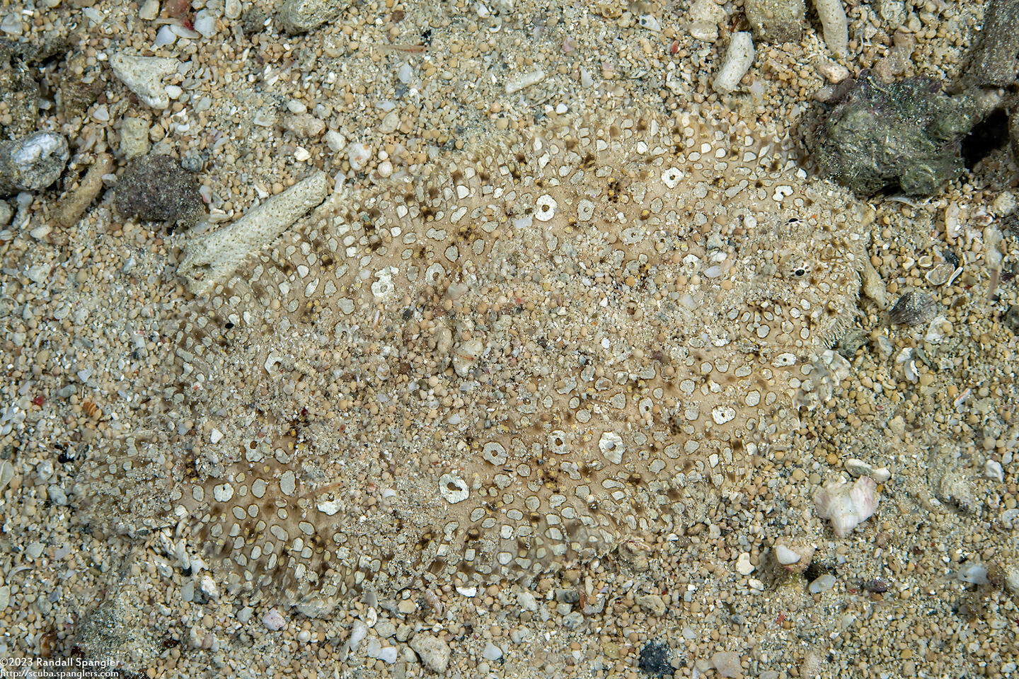 Pardachirus pavoninus (Peacock Sole)