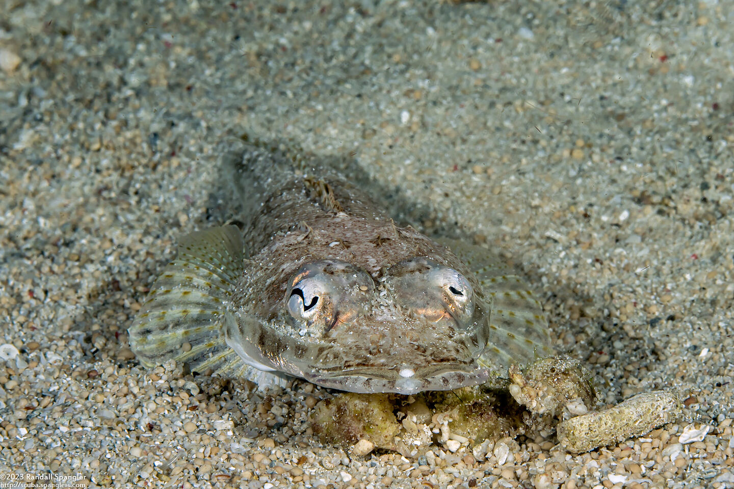 Thysanophyrs celebica (Celebes Flathead)