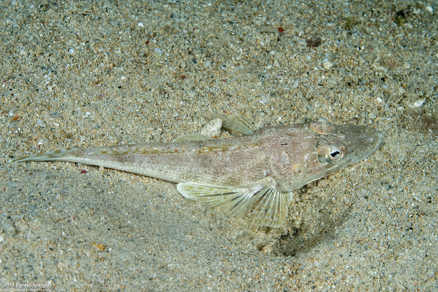 Thysanophyrs celebica (Celebes Flathead)