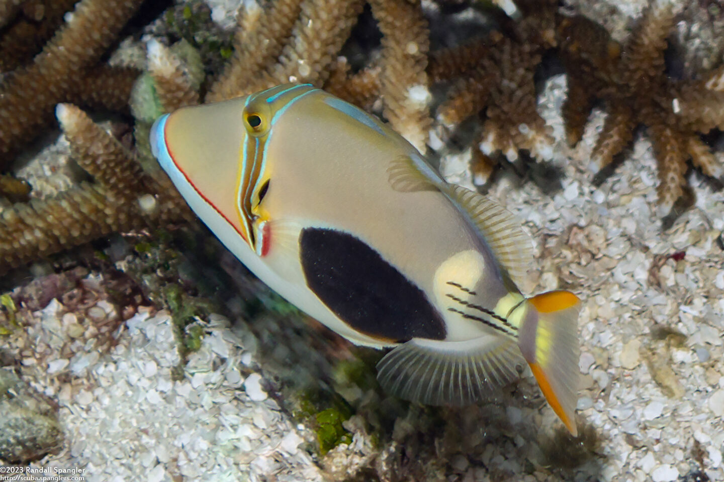 Rhinecanthus verrucosus (Blackpatch Triggerfish)