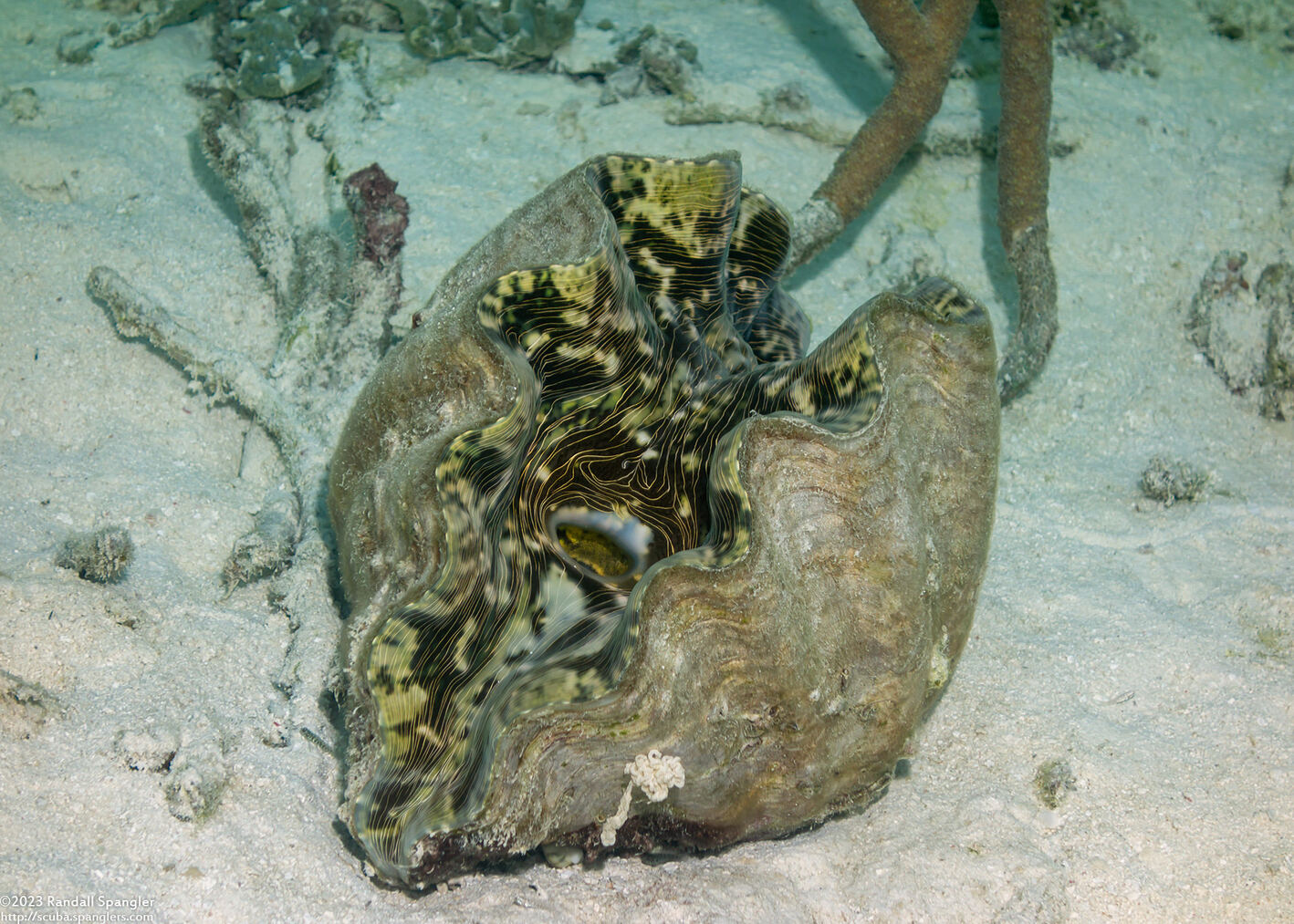 Tridacna derasa (Smooth Giant Clam)