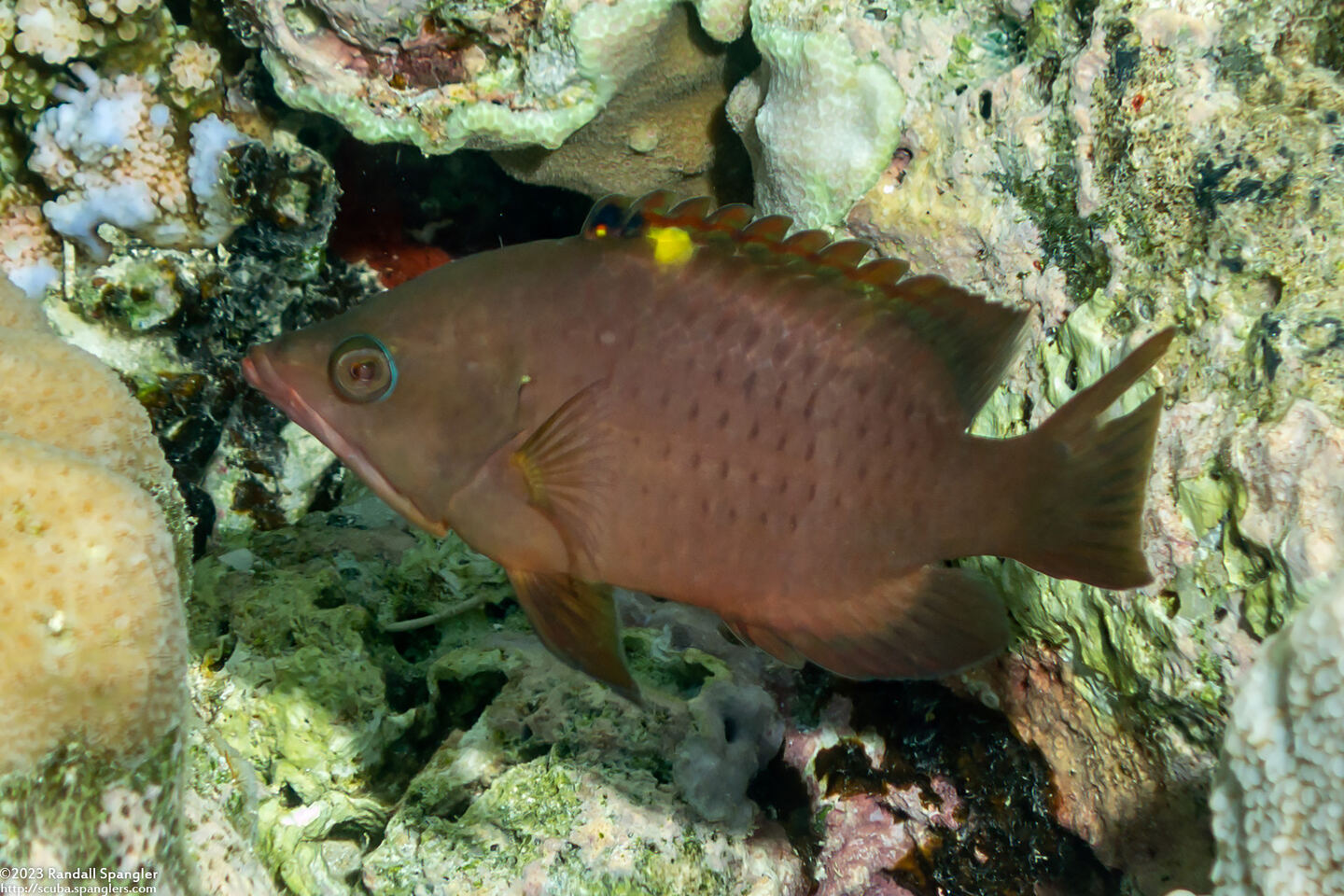 Epibulus brevis (Latent Slingjaw Wrasse)