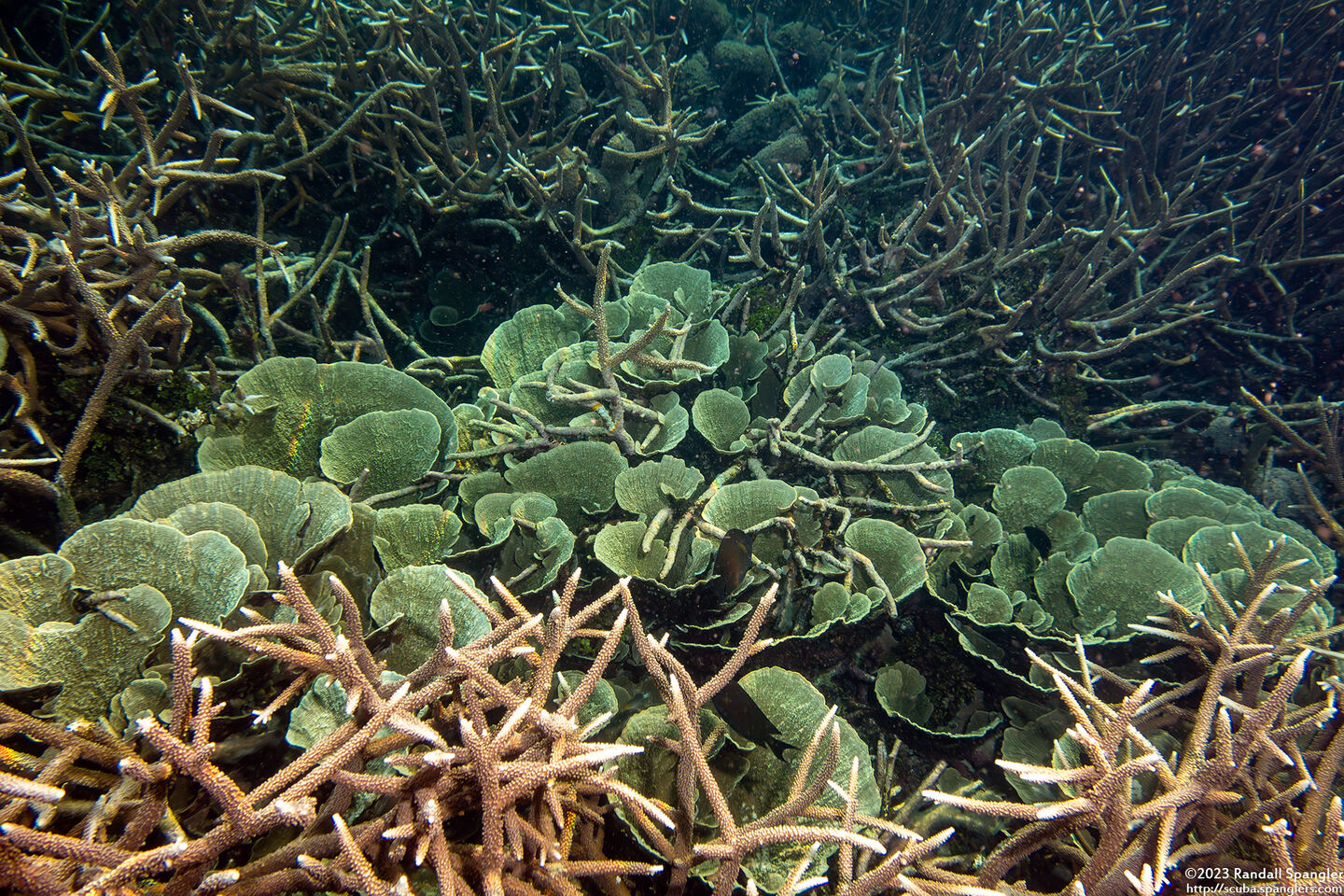 Echinopora lamellosa (Folded Echinopora)