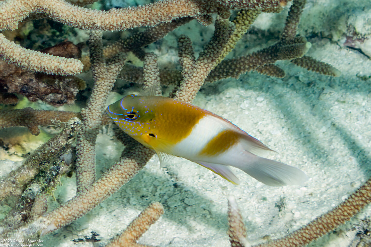 Dischistodus prosopotaenia (Honeyhead Damsel)