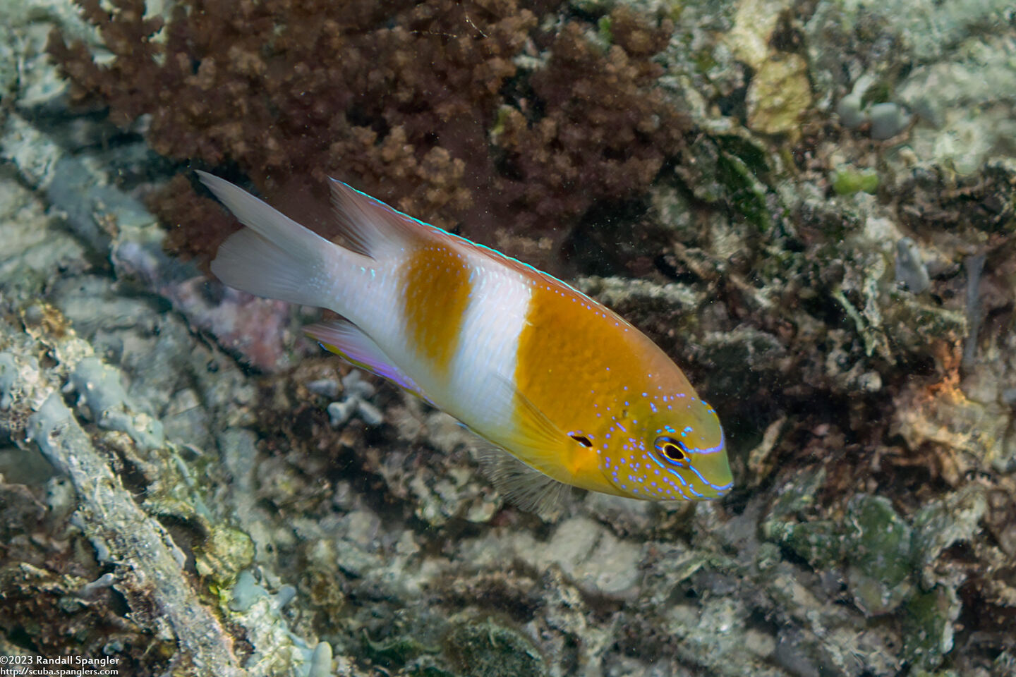 Dischistodus prosopotaenia (Honeyhead Damsel)