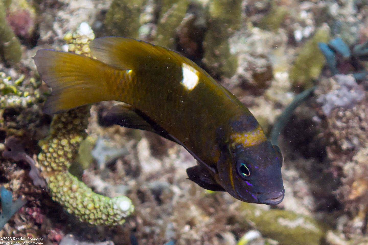 Dischistodus chrysopoecilus (White-Spot Damsel)
