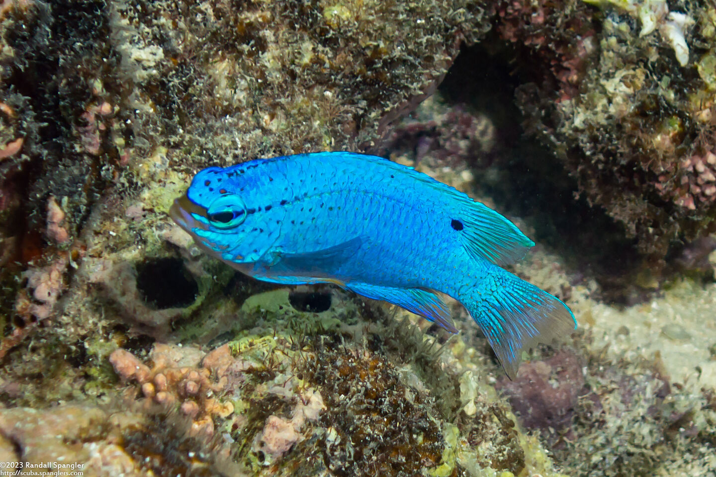 Chrysiptera cyanea (Sapphire Damsel)