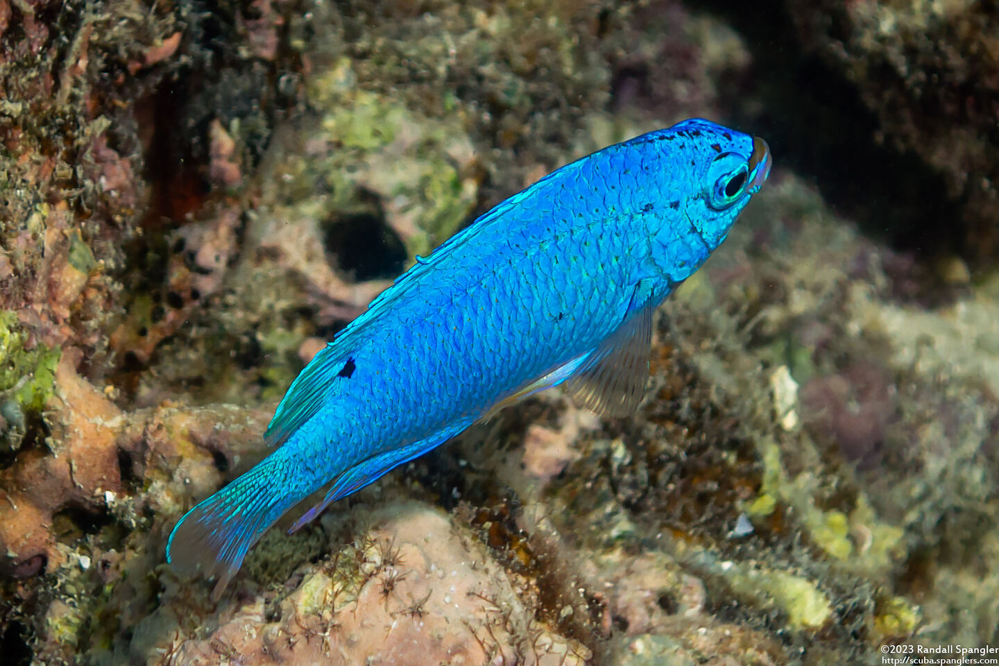 Chrysiptera cyanea (Sapphire Damsel)