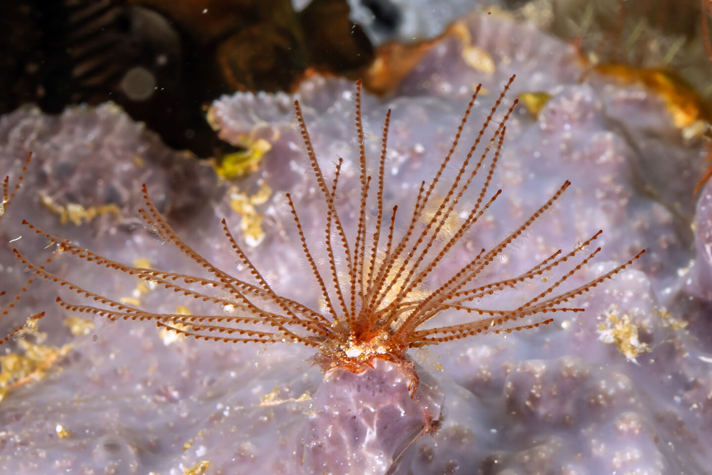 Trichogorgia insulaeuropensis (Trichogorgia Insulaeuropensis)