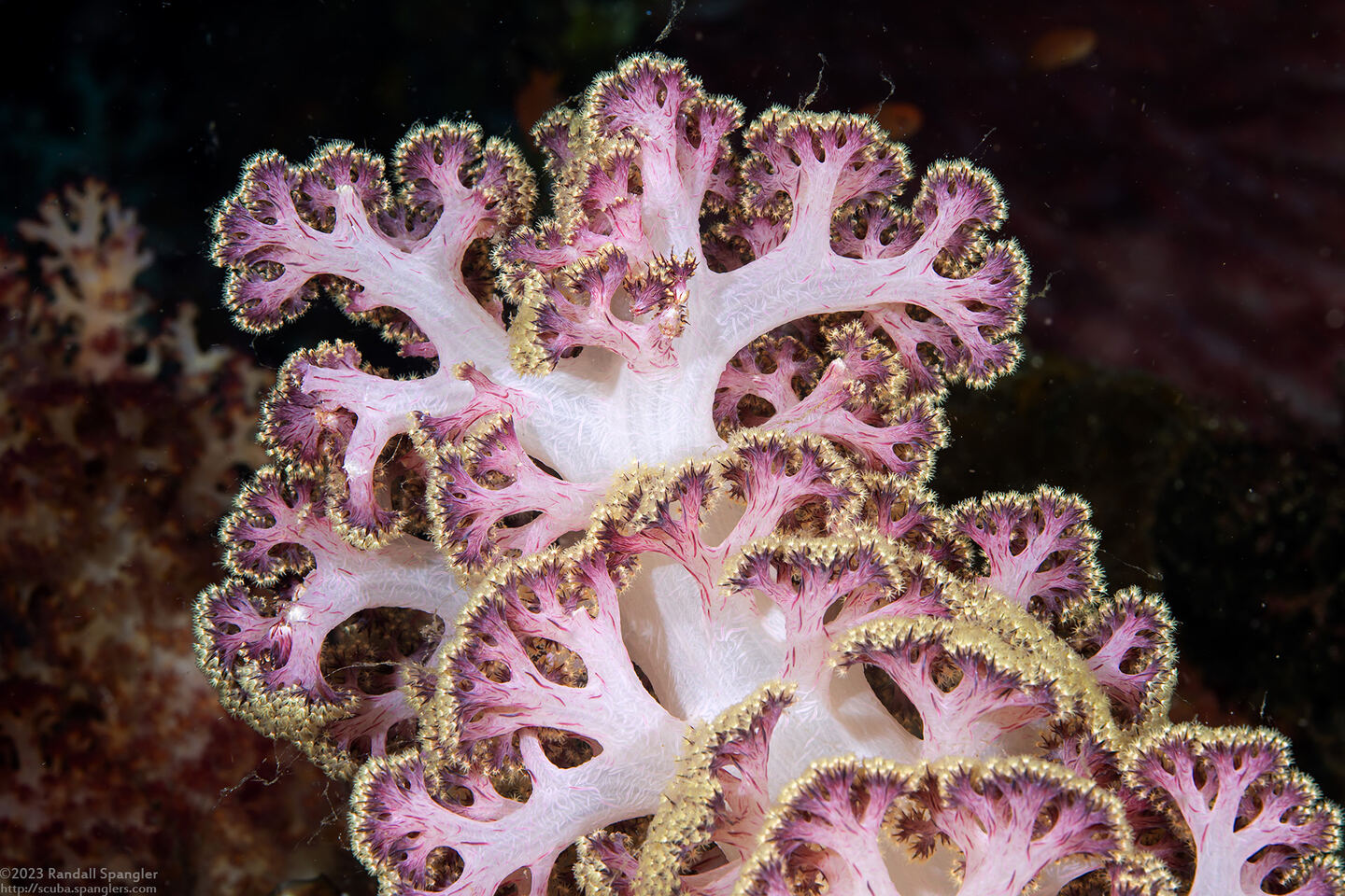 Dendronephthya sp.1 (Dendronephthya)