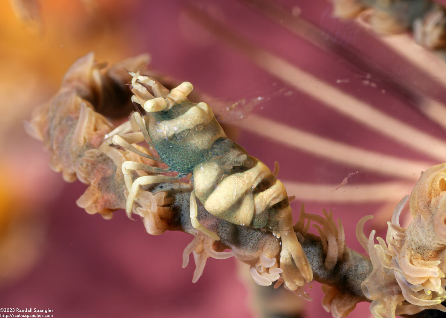 Pontonides ankeri (Barred Wire Coral Shrimp)