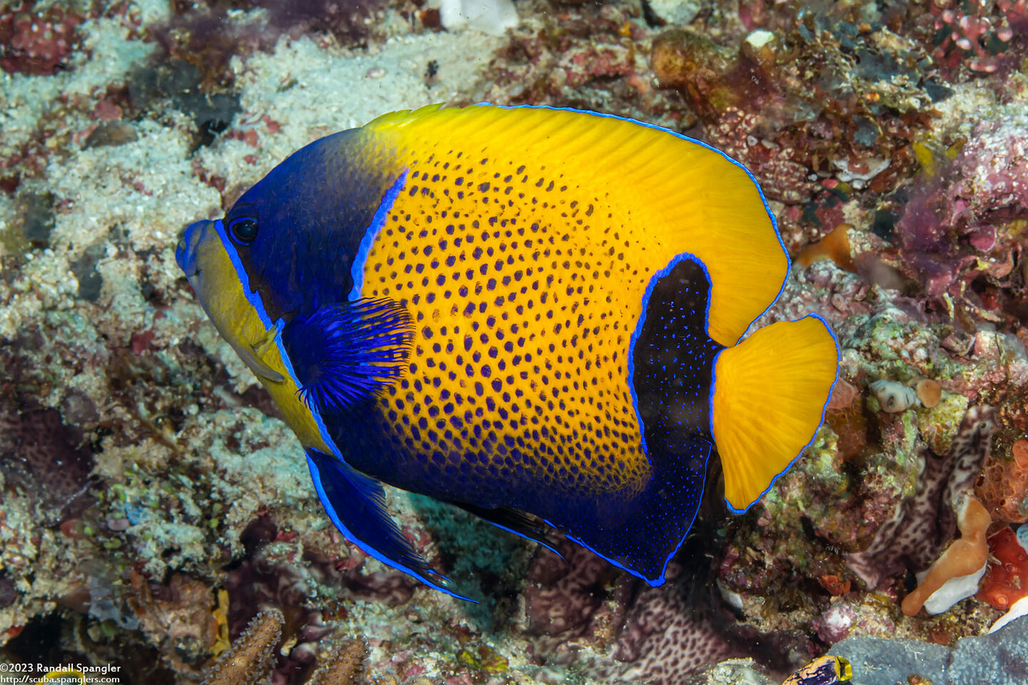 Pomacanthus navarchus (Bluegirdled Angelfish)