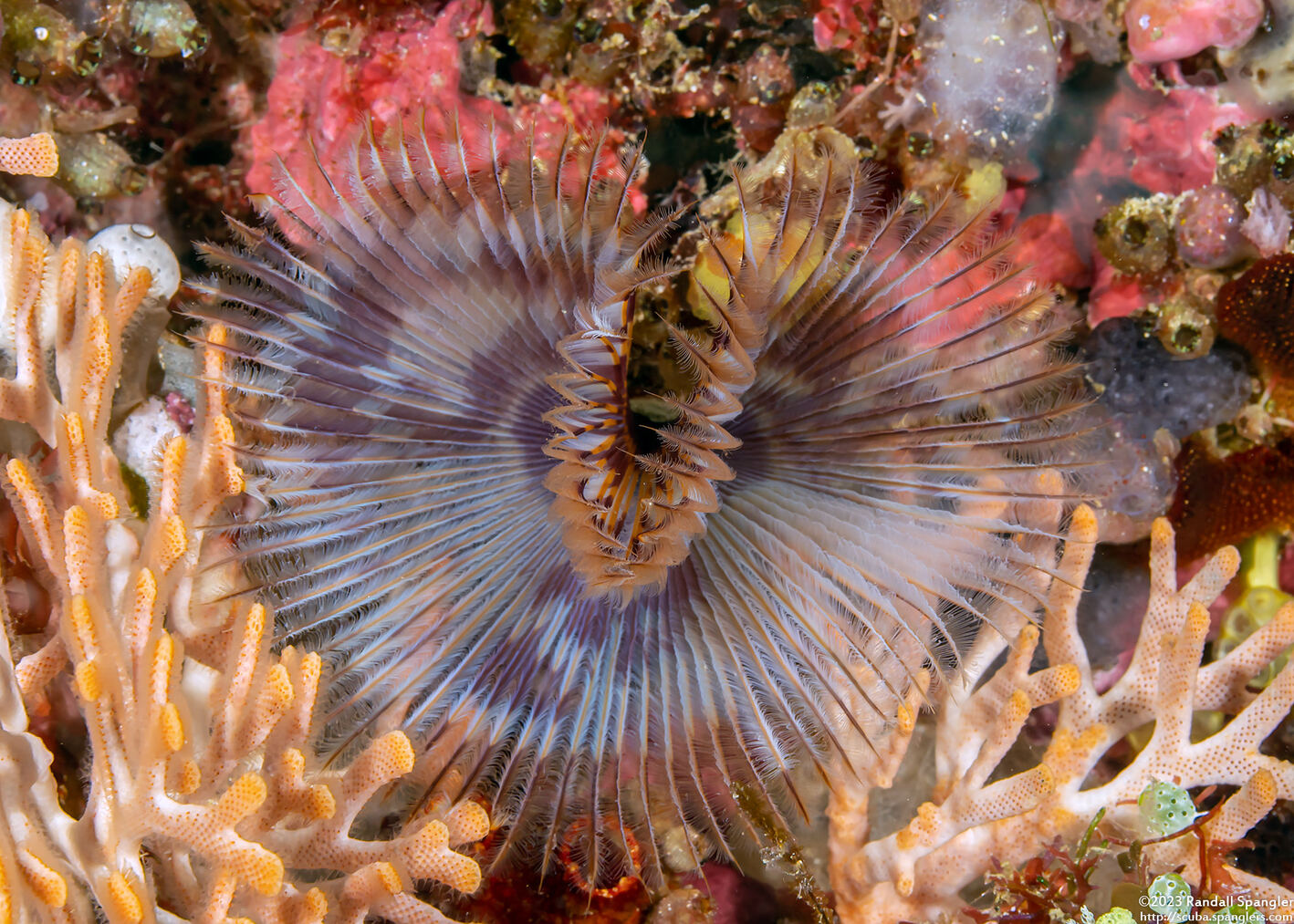 Sabellastarte sp.1 (Feather Duster Worm)