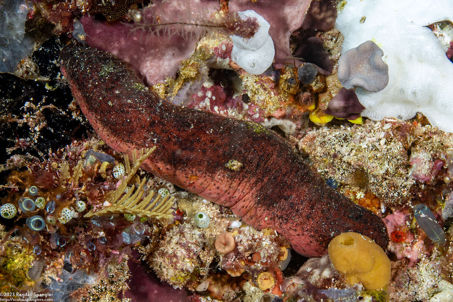 Holothuria edulis (Pinkfish Sea Cucumber)