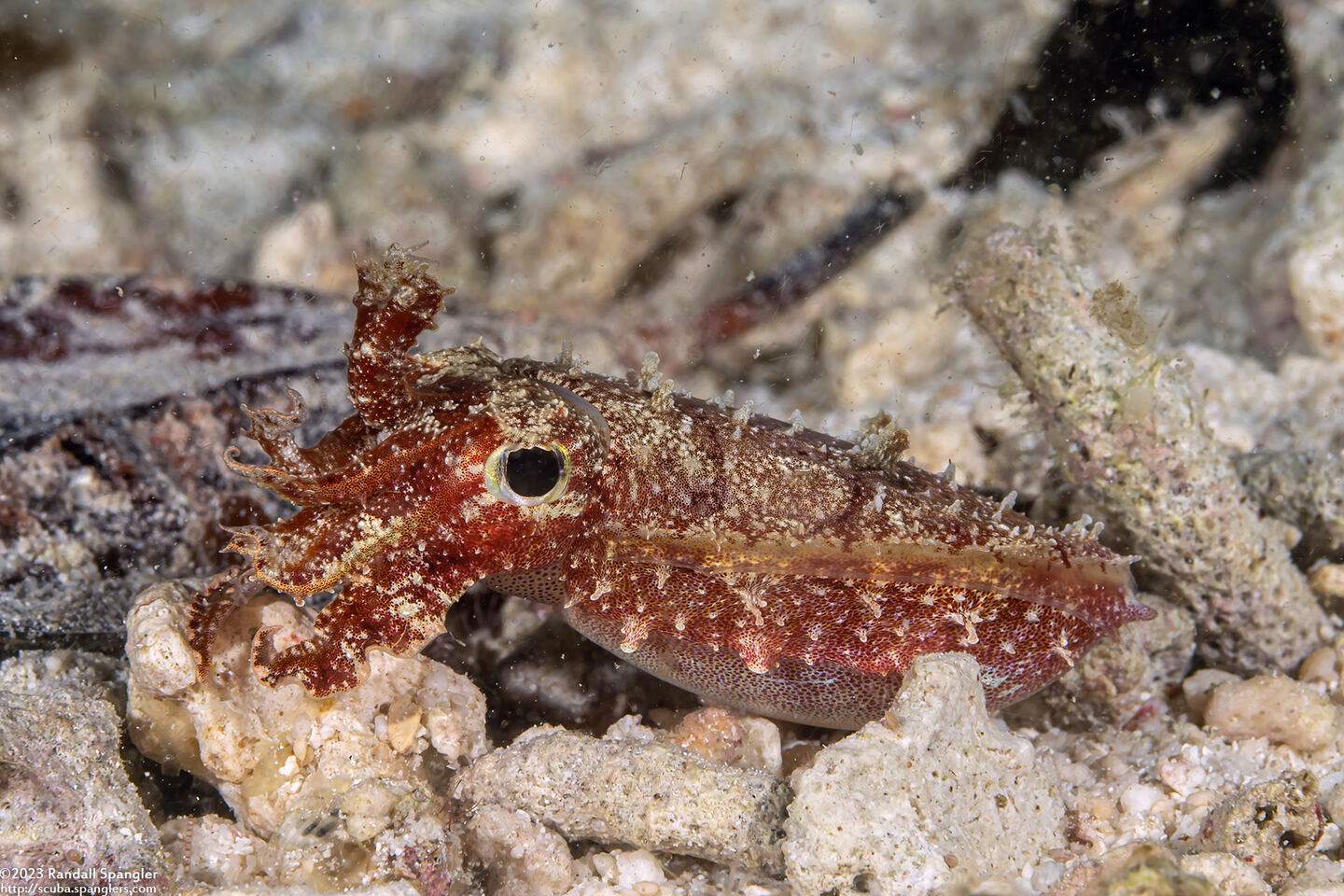 Sepia latimanus (Broadclub Cuttlefish)