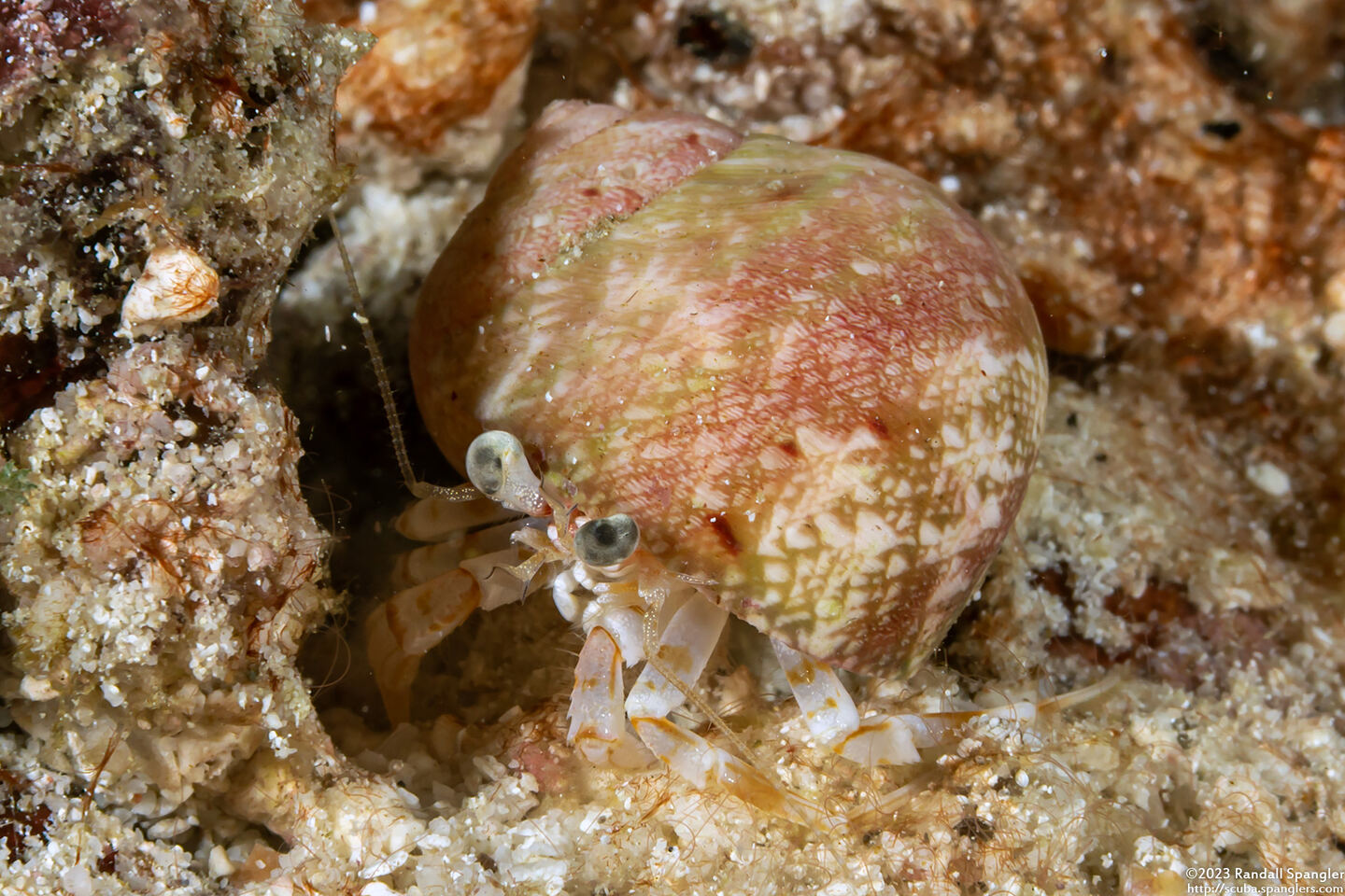 Catapagurus sp.2 (Catapagurus sp.2)