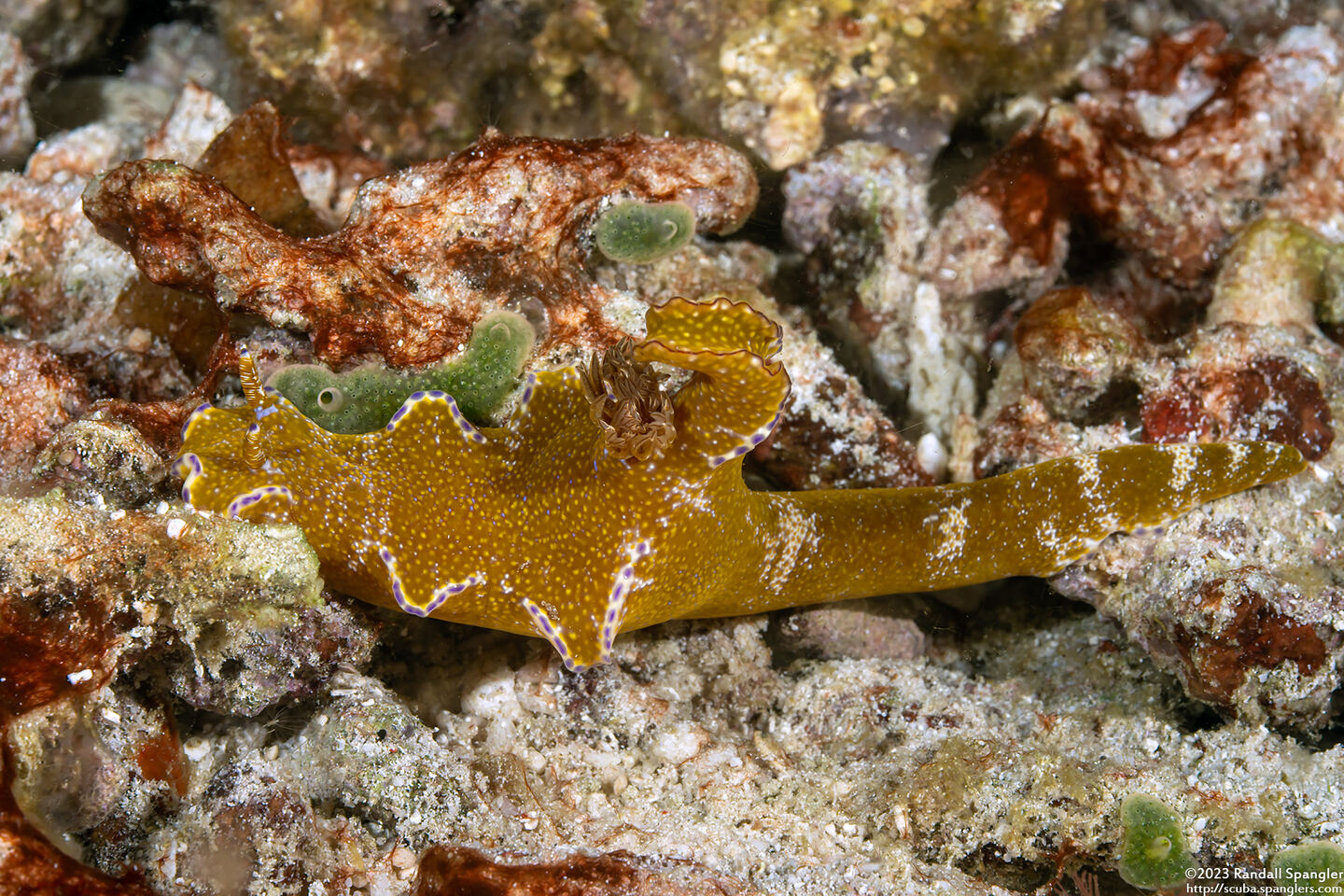 Ceratosoma tenue (Many-Lobed Ceratosoma)