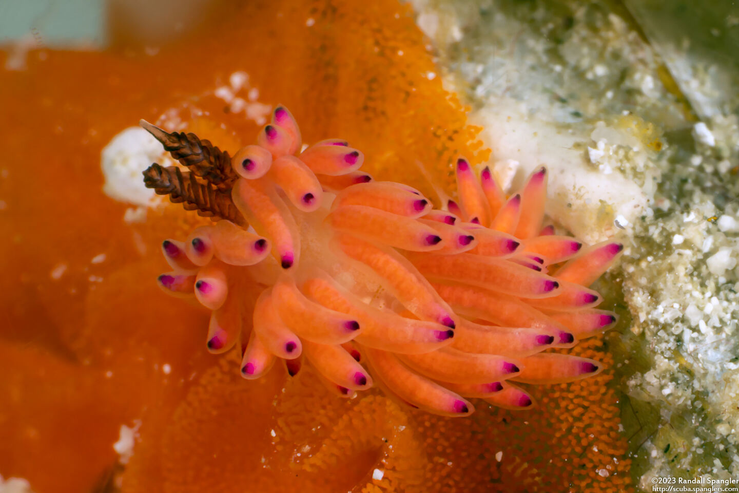 Favorinus mirabilis (Wonderful Favorinus)