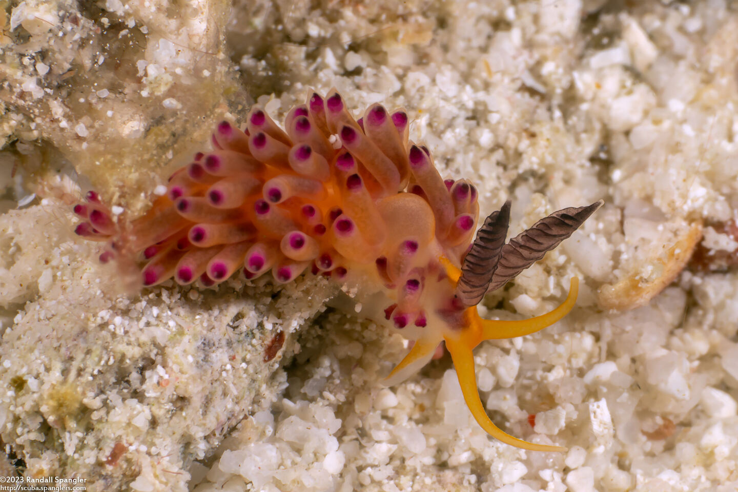 Favorinus mirabilis (Wonderful Favorinus)