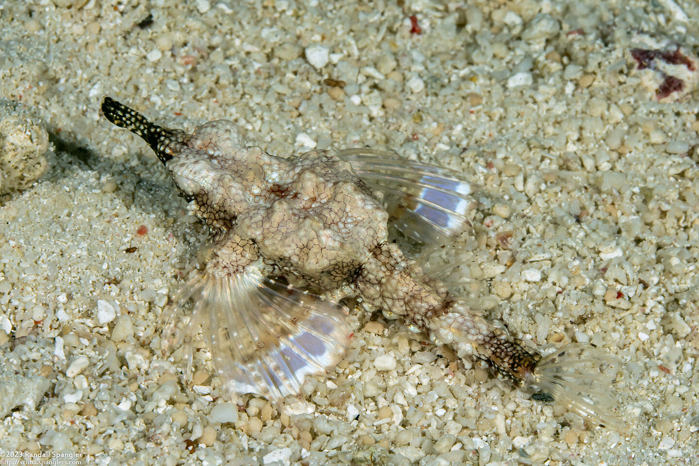 Eurypegasus draconis (Dragon Sea Moth)
