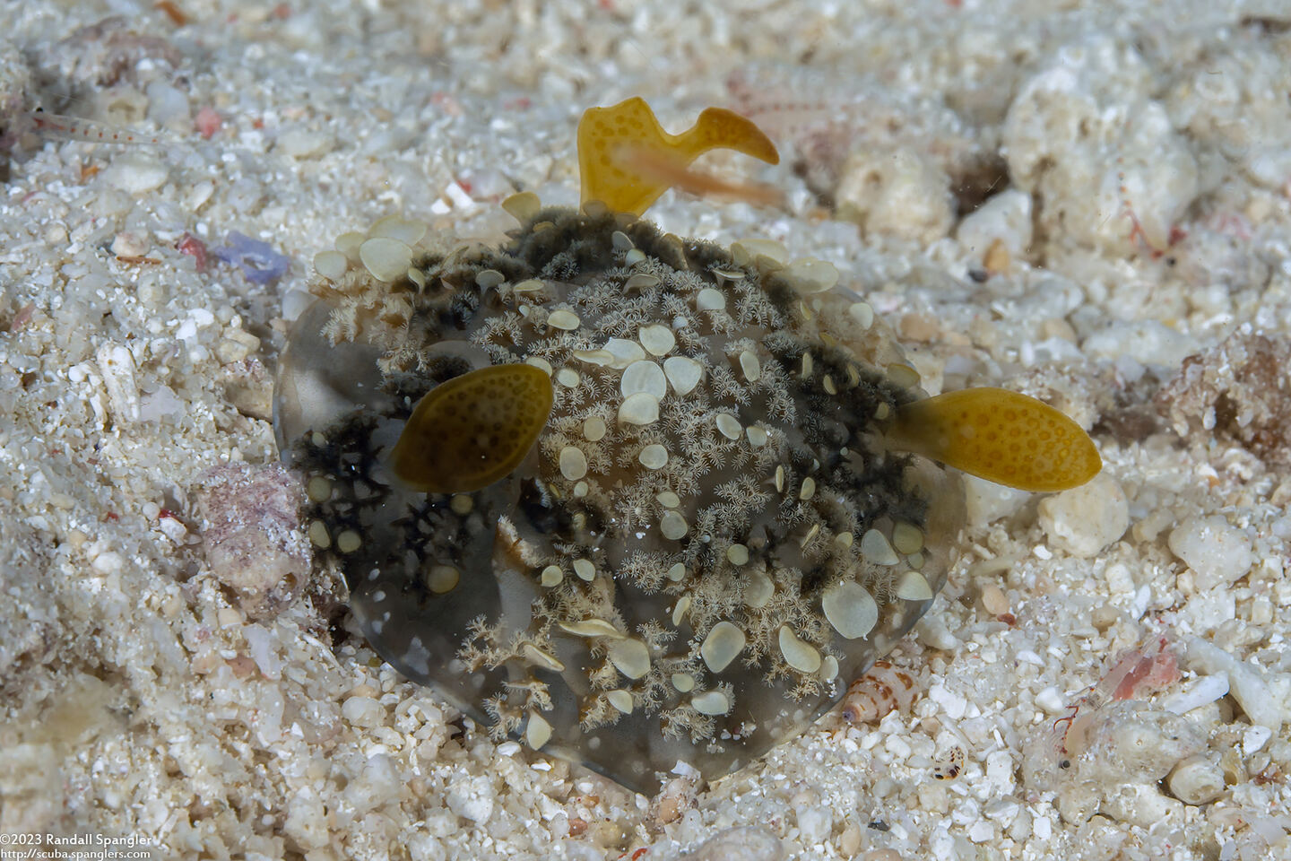 Cassiopea andromeda (Upside-Down Jelly)