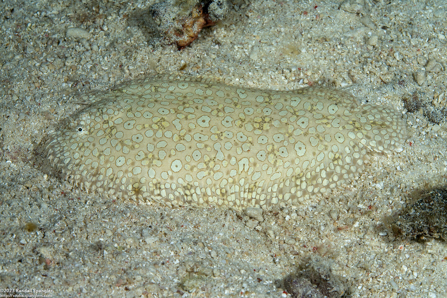 Pardachirus pavoninus (Peacock Sole)