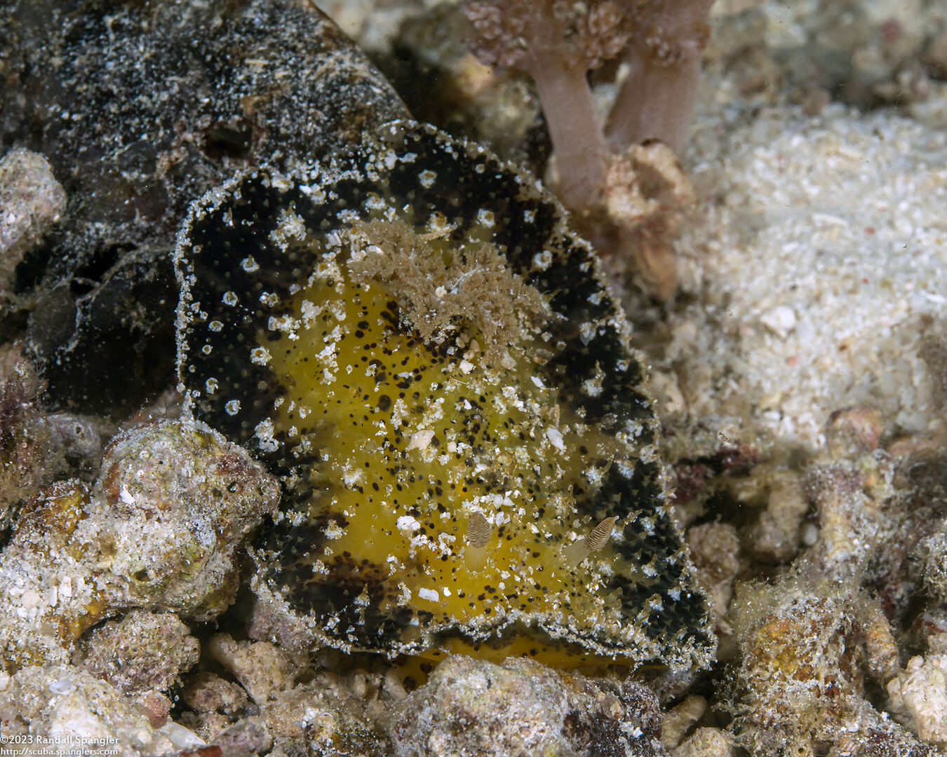 Thordisa villosa (Shaggy Thordisa)