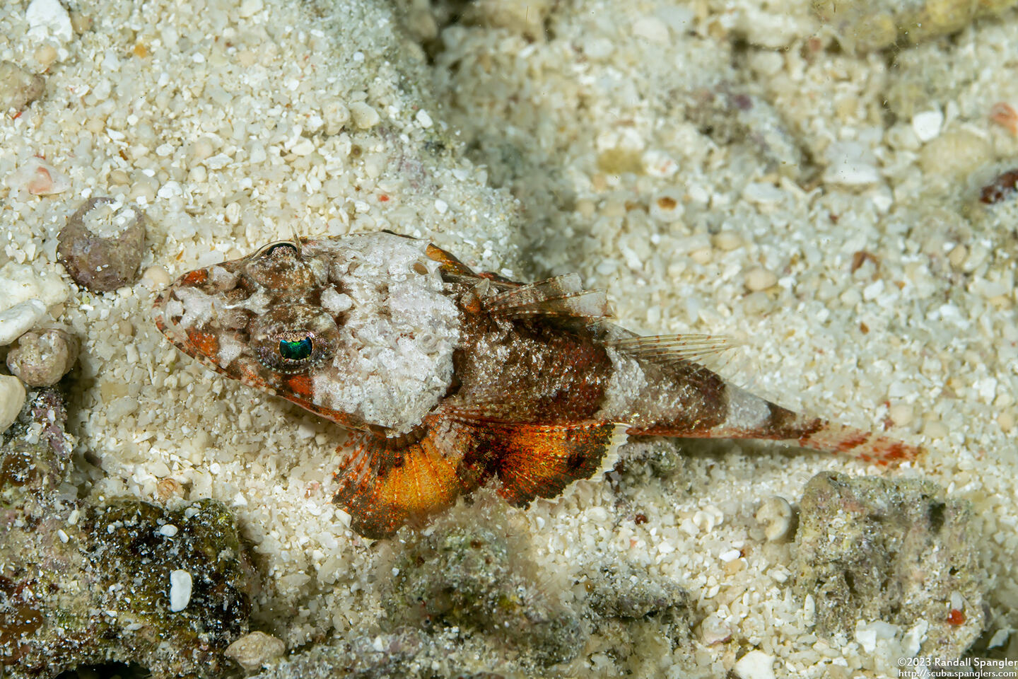 Onigocia spinosa (Spiny Flathead)