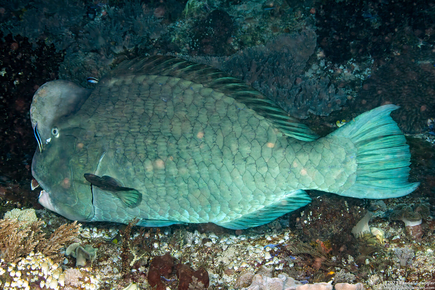 Bolbometopon muricatum (Bumphead Parrotfish)